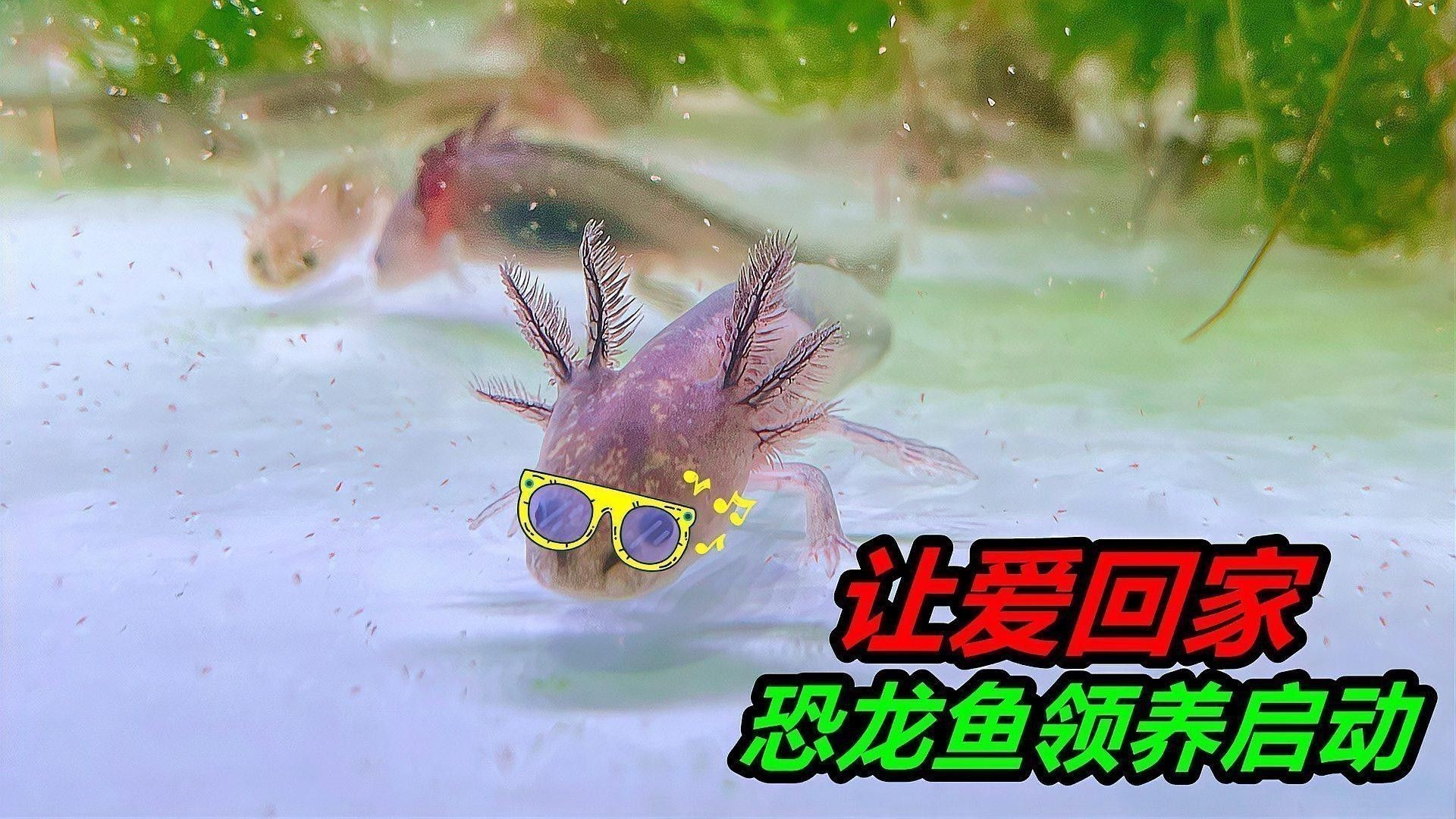 恐龍魚吃什么東西好
