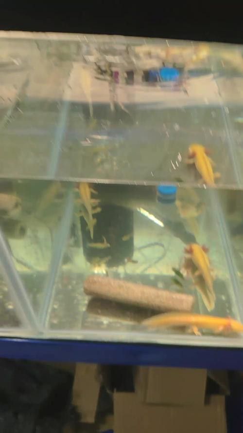 恐龍魚吃什么東西好