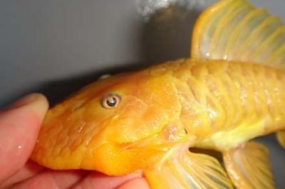 龍魚買回一段時間顏色變淡了（龍魚顏色變淡可能由多種原因引起，） 龍魚買回一段時間顏色變淡了（龍魚顏色變淡可能由多種原因引起，） 龍魚百科 第2張