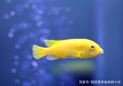 龍魚買回一段時間顏色變淡了（龍魚顏色變淡可能由多種原因引起，） 龍魚買回一段時間顏色變淡了（龍魚顏色變淡可能由多種原因引起，） 龍魚百科 第5張