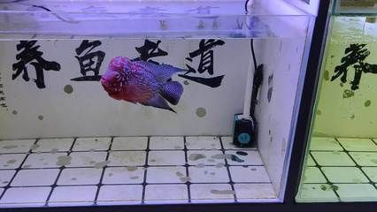 新龍魚入缸需要加鹽嗎，：新龍魚入缸時需要加鹽嗎