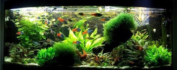 新龍魚入缸需要加鹽嗎，：新龍魚入缸時需要加鹽嗎