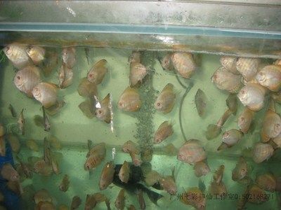 龍魚和燕魚混養(yǎng)：龍魚和燕魚混養(yǎng)失敗的原因分析龍魚和燕魚混養(yǎng)的優(yōu)點和注意事項