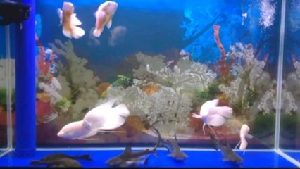 龍魚和虎鯊可以混養嘛:龍魚和虎鯊混養的注意事項 龍魚百科 第2張 龍魚和虎鯊可以混養嘛:龍魚和虎鯊混養的注意事項 龍魚和虎鯊可以混養嘛:龍魚和虎鯊混養的注意事項 龍魚百科 第2張