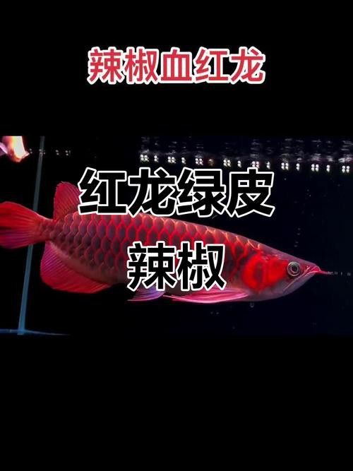 紅龍魚如何挑選品種圖片 紅龍魚如何挑選品種圖片 龍魚百科 第10張