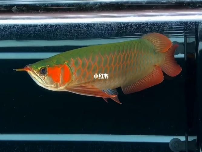 紅龍魚如何挑選品種圖片 紅龍魚如何挑選品種圖片 龍魚百科 第15張
