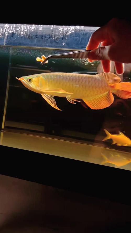 紅龍魚如何挑選品種圖片 紅龍魚如何挑選品種圖片 龍魚百科 第18張