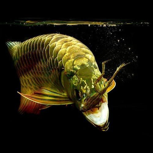 紅龍魚如何挑選品種圖片 紅龍魚如何挑選品種圖片 龍魚百科 第25張