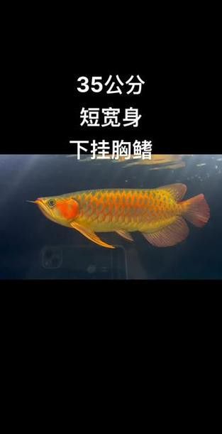 紅龍魚如何挑選品種圖片 紅龍魚如何挑選品種圖片 龍魚百科 第35張