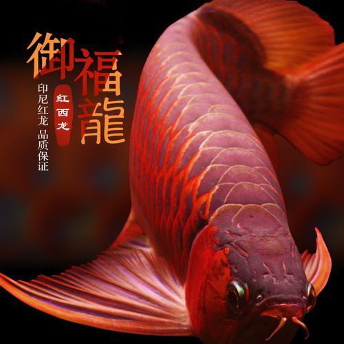 紅龍魚如何挑選品種圖片 紅龍魚如何挑選品種圖片 龍魚百科 第38張
