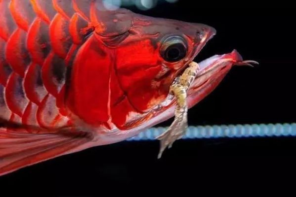 紅龍魚最佳飼養(yǎng)水質參數(shù)，紅龍魚最佳飼養(yǎng)水質參數(shù)是多少