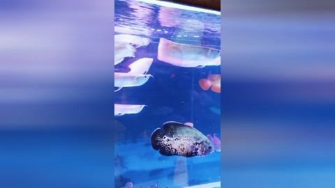 龍魚可以吃小金魚嗎：龍魚可以吃小金魚，但需注意食品安全和水質控制等問題