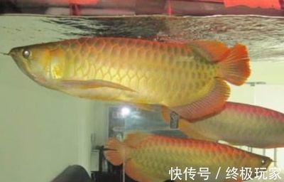 金龍魚的樣子（金龍魚的外形特征獨具魅力，金龍魚的品種的區別）