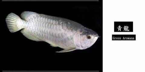 廣州龍魚批發市場地址查詢：廣州龍魚批發市場 廣州龍魚批發市場地址查詢：廣州龍魚批發市場 龍魚百科 第5張