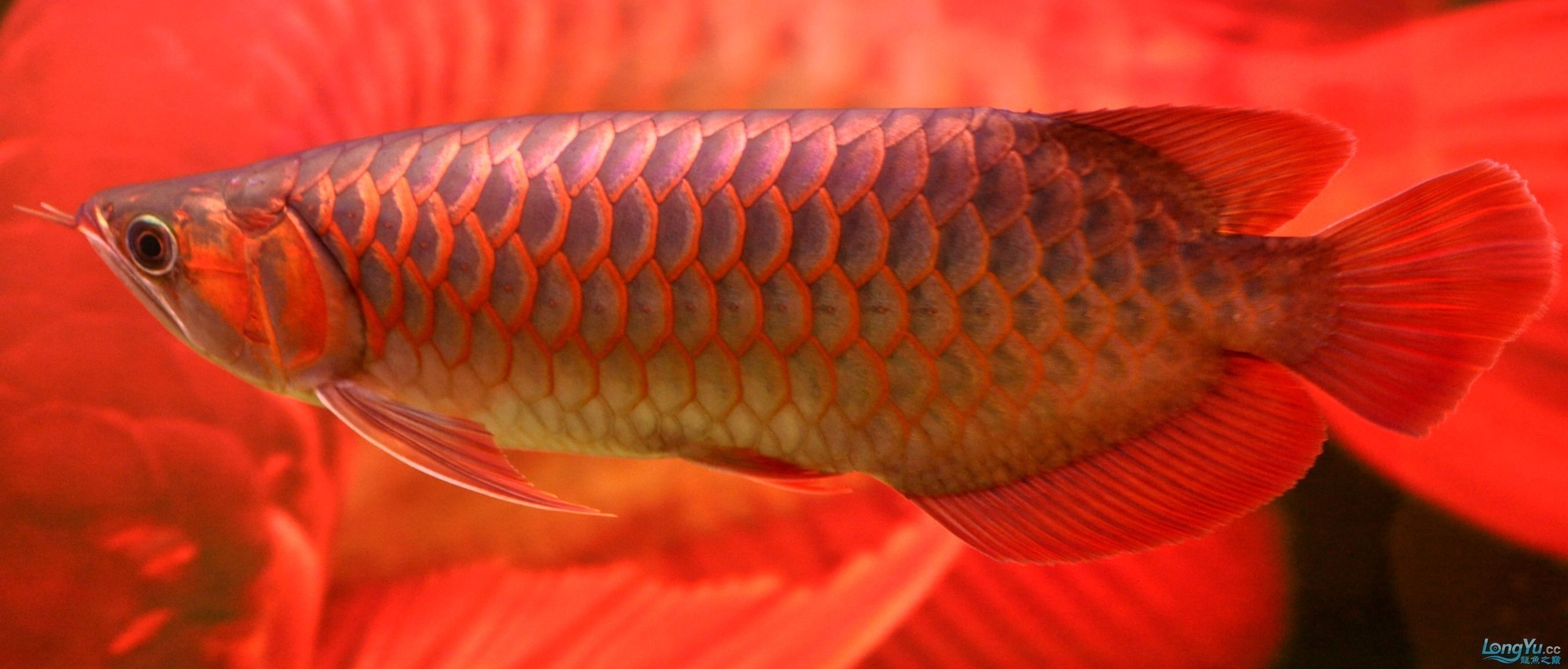 廣州龍魚批發市場地址查詢：廣州龍魚批發市場 廣州龍魚批發市場地址查詢：廣州龍魚批發市場 龍魚百科 第4張