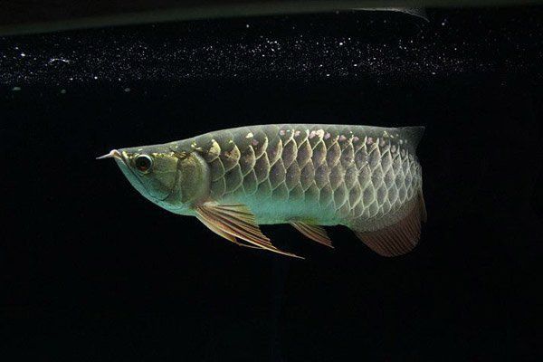 龍魚背上黑垢怎么去除掉 龍魚百科 第1張 龍魚背上黑垢怎么去除掉 龍魚背上黑垢怎么去除掉 龍魚百科 第1張