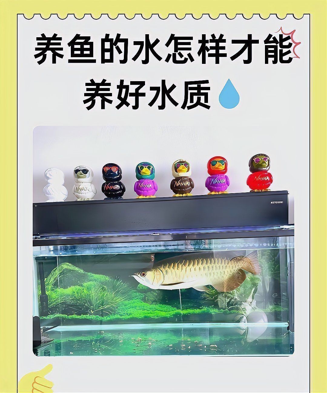 龍魚背上黑垢怎么去除掉 龍魚百科 第6張 龍魚背上黑垢怎么去除掉 龍魚背上黑垢怎么去除掉 龍魚百科 第6張
