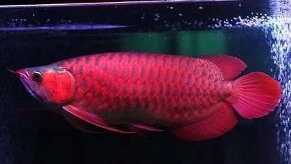 小紅龍魚鱗片發綠：小紅龍魚鱗片發綠是怎么回事