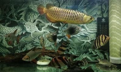 龍魚虎魚寓意什么意思：龍魚與虎魚混養(yǎng)注意事項(xiàng)