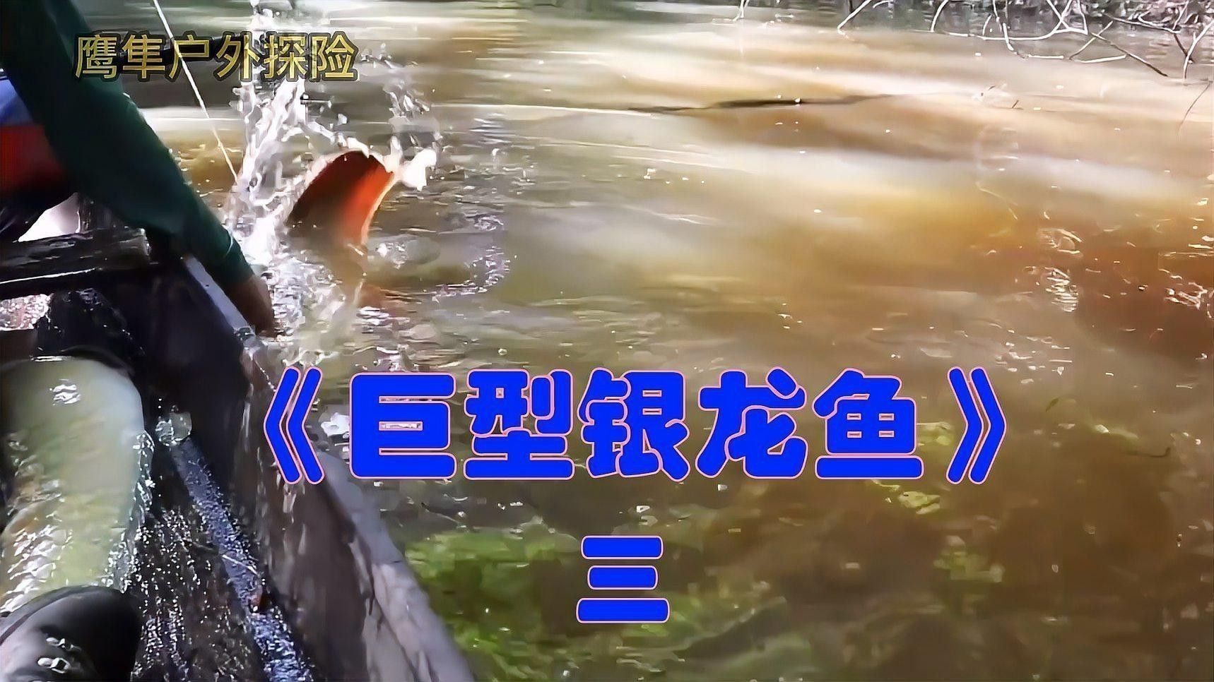巨型銀龍魚