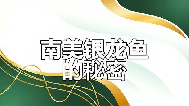 巨型銀龍魚