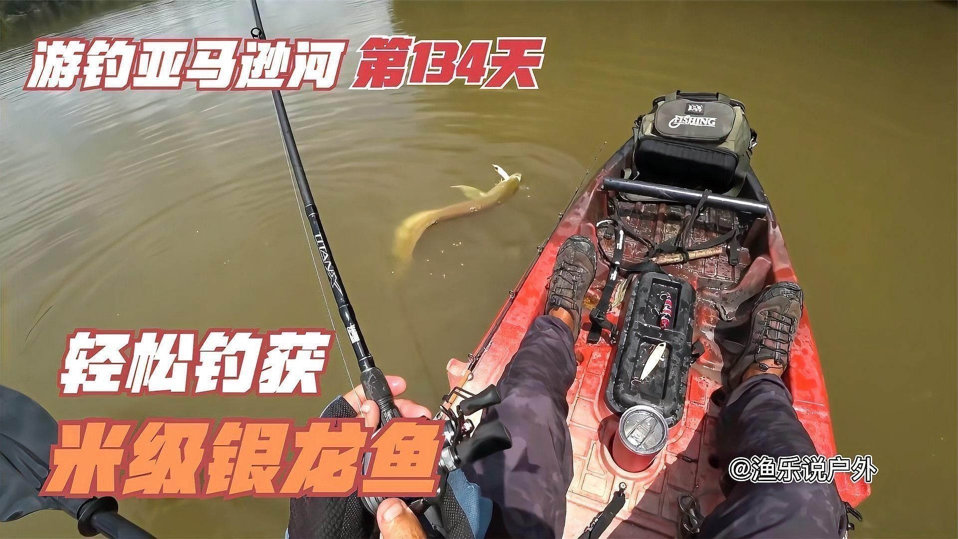 巨型銀龍魚