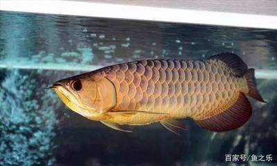 最美的龍魚，最美的龍魚品種