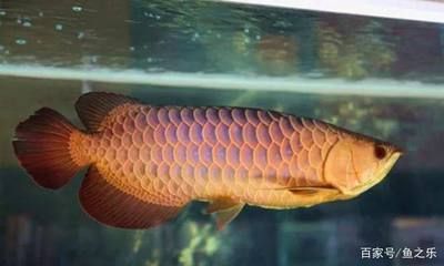 最美的龍魚，最美的龍魚品種