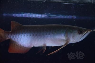 最美的龍魚，最美的龍魚品種