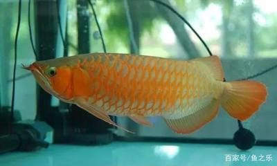 最美的龍魚，最美的龍魚品種