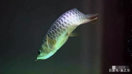 最美的龍魚，最美的龍魚品種