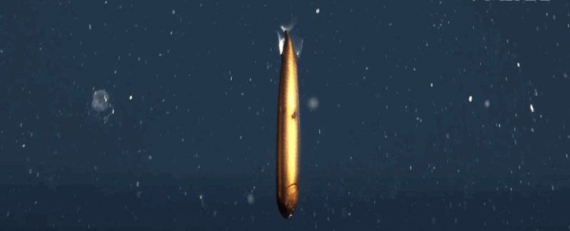 深海龍魚發(fā)光顏色有哪些？