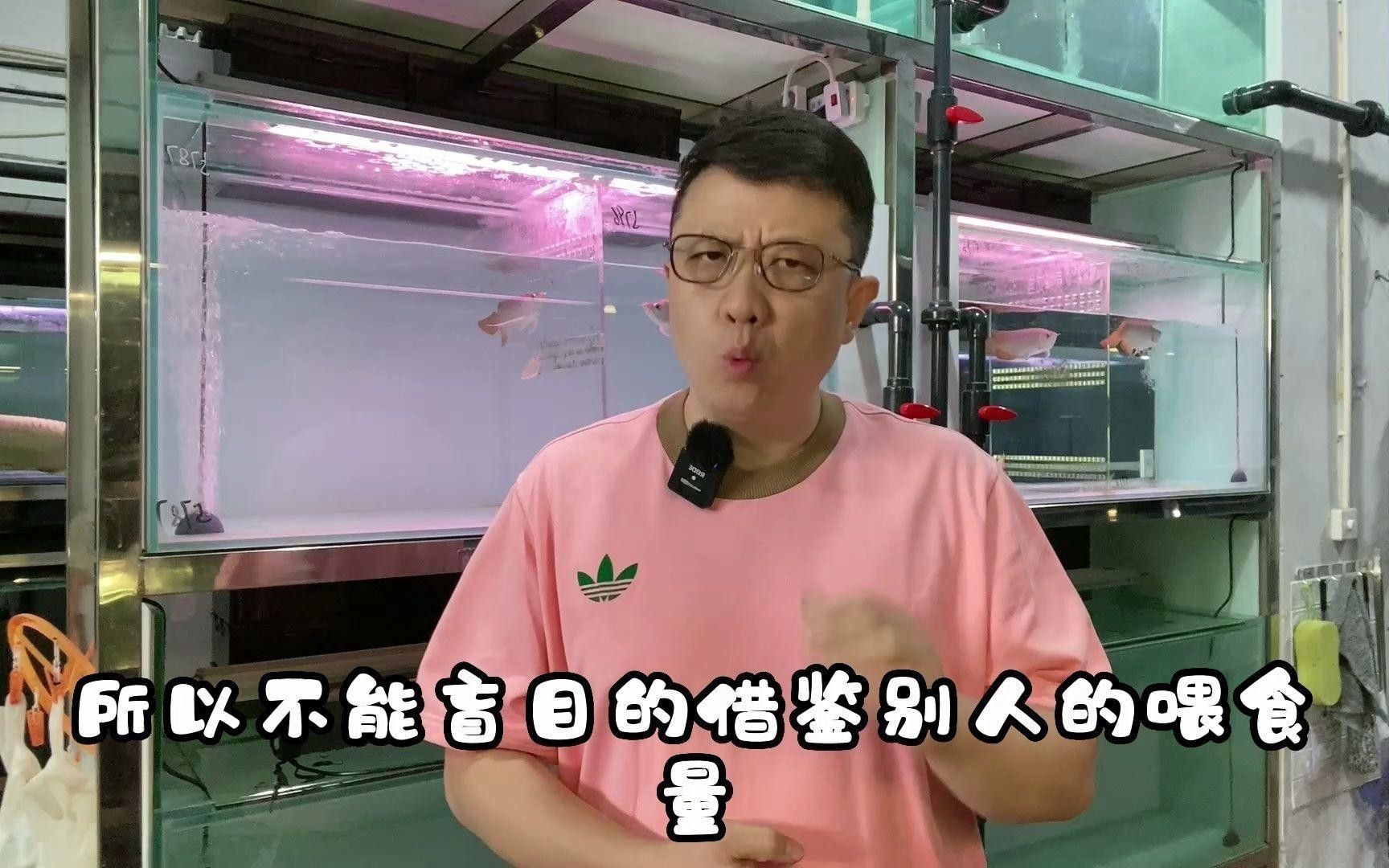 如何判斷頂級紅龍魚是否吃飽？