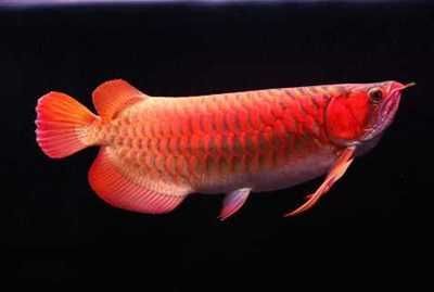 龍魚(yú)觀賞魚(yú)市場(chǎng)價(jià)（2024年龍魚(yú)觀賞魚(yú)價(jià)格）