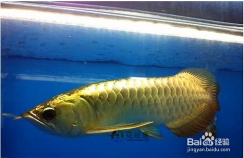 龍魚老是在缸底不游怎么辦：龍魚在水族缸底部長時間不游動可能是多種原因引起的 龍魚老是在缸底不游怎么辦：龍魚在水族缸底部長時間不游動可能是多種原因引起的 龍魚百科 第1張