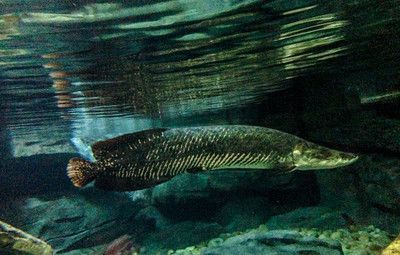 巨骨舌魚跟金龍魚一樣嗎：巨骨舌魚和金龍魚一樣嗎