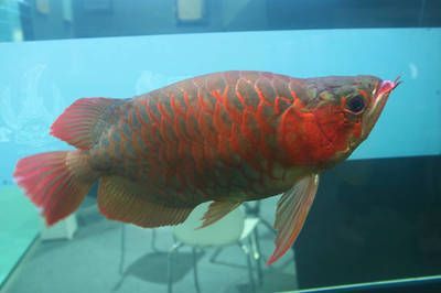 蝴蝶鯉可以和熱帶淡水銀龍魚混養嗎【蝴蝶鯉與熱帶淡水銀龍魚的生活習性對比】