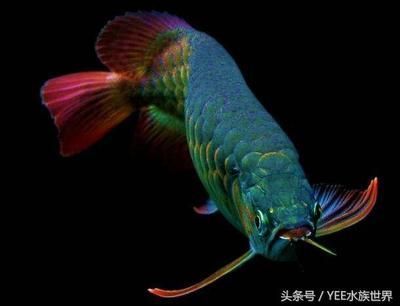 形狀像龍的魚：形狀類似“龍”的魚有哪些？ 形狀像龍的魚：形狀類似“龍”的魚有哪些？ 龍魚百科 第2張