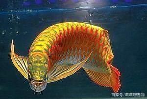 形狀像龍的魚：形狀類似“龍”的魚有哪些？ 形狀像龍的魚：形狀類似“龍”的魚有哪些？ 龍魚百科 第1張