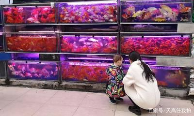 六角恐龍魚市場(chǎng)價(jià)，六角恐龍魚市場(chǎng)價(jià)格趨勢(shì)