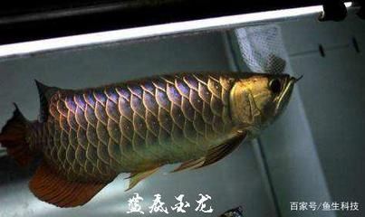 金龍魚鱗框的出框過程指的是其鱗框的形成和顯現過程：金龍魚的出框過程