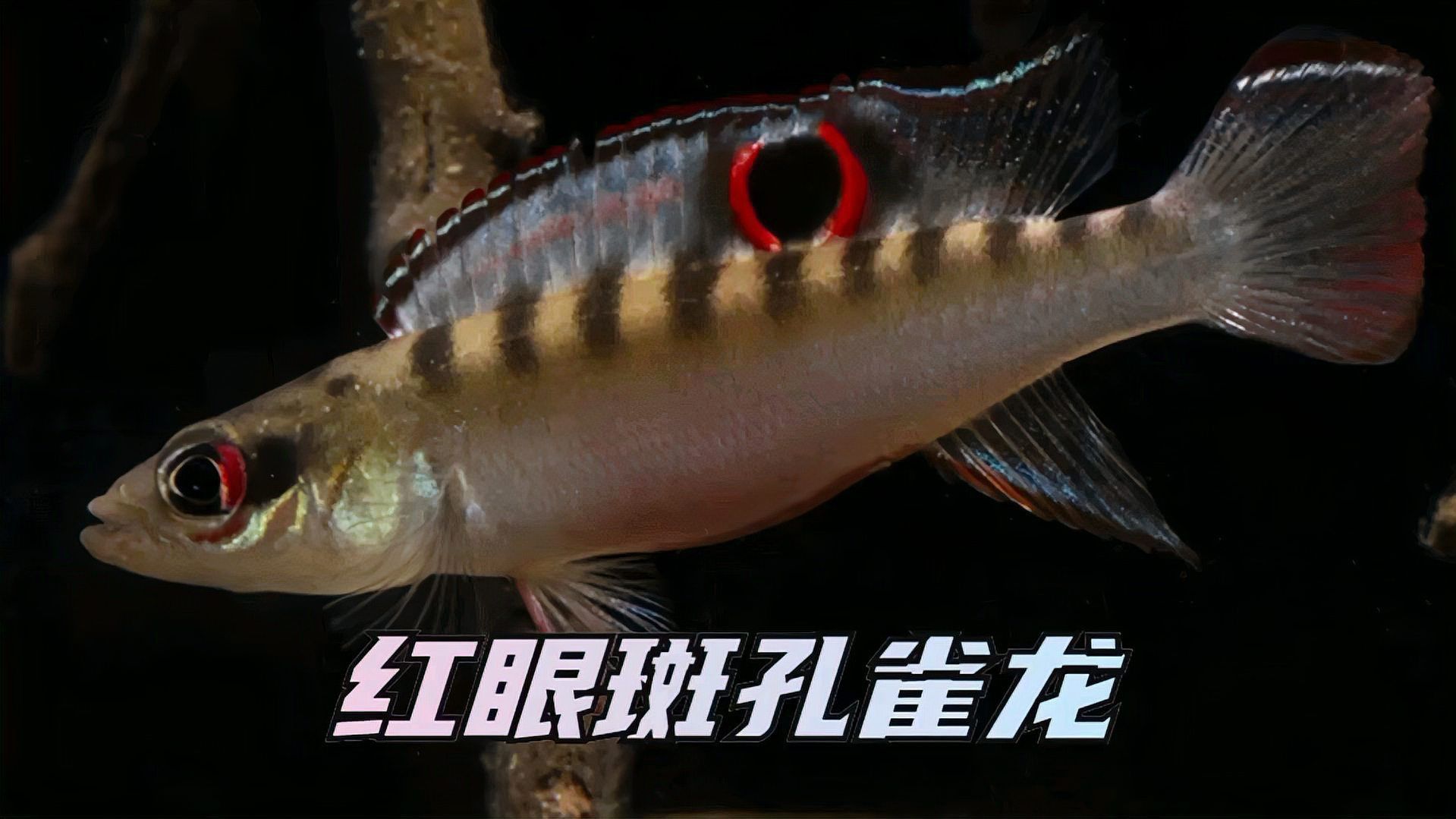 孔雀龍的特點和主要特征有哪些