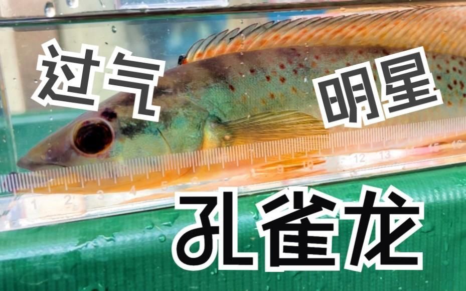 孔雀龍的特點和主要特征有哪些