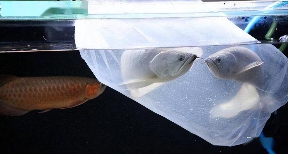 新買的龍魚過水多久可以喂食：新買來的龍魚在過水后多久可以喂食并沒有統(tǒng)一的標準 新買的龍魚過水多久可以喂食：新買來的龍魚在過水后多久可以喂食并沒有統(tǒng)一的標準 龍魚百科 第2張