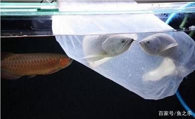 新買的龍魚過水多久可以喂食：新買來的龍魚在過水后多久可以喂食并沒有統(tǒng)一的標準 新買的龍魚過水多久可以喂食：新買來的龍魚在過水后多久可以喂食并沒有統(tǒng)一的標準 龍魚百科 第1張