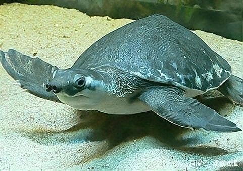 黃頭側頸龜能和金龍魚混養嗎