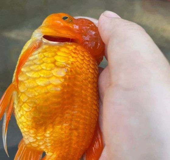 錦鯉大肚子多久生小魚 錦鯉大肚子多久生小魚 龍魚百科 第2張
