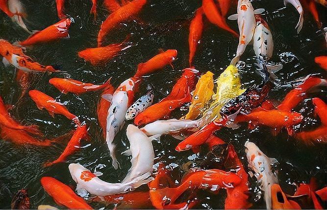 錦鯉大肚子多久生小魚 錦鯉大肚子多久生小魚 龍魚百科 第5張