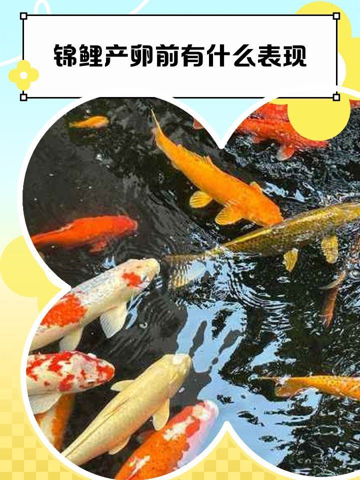錦鯉大肚子多久生小魚 錦鯉大肚子多久生小魚 龍魚百科 第10張