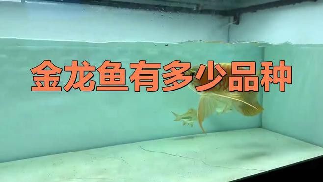 金龍魚有哪些常見品種？